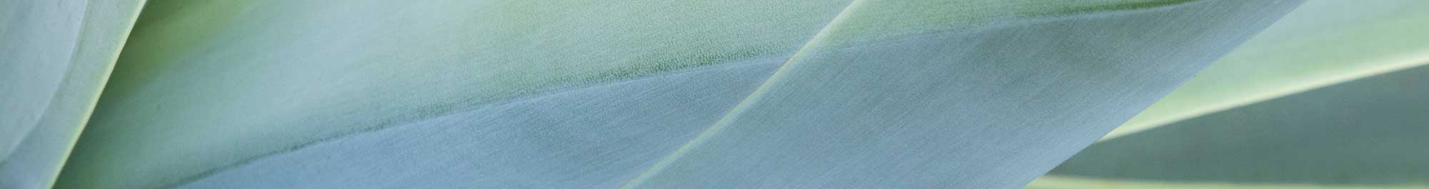 close-up of a succulent plant leaf